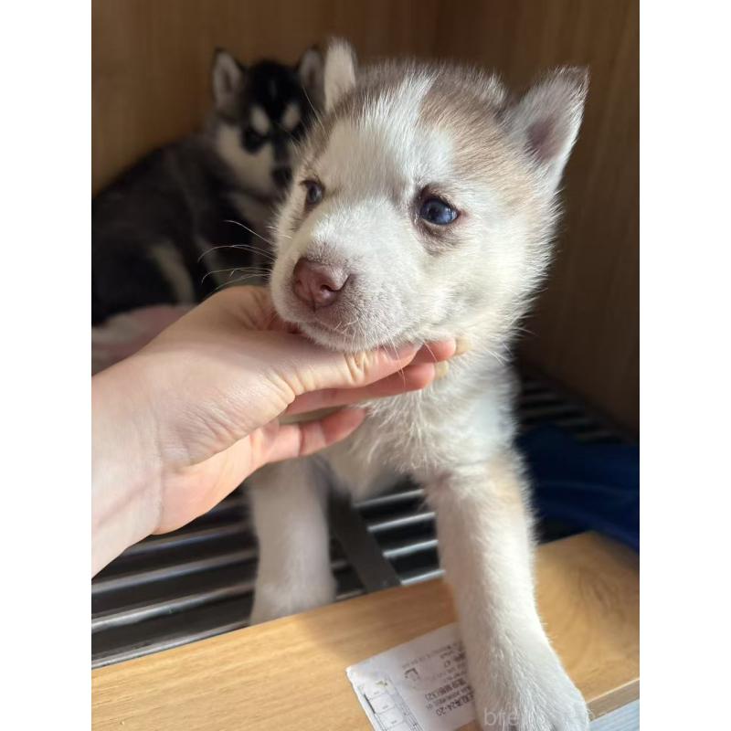 販売中の愛知県のシベリアンハスキー-439959の5枚目