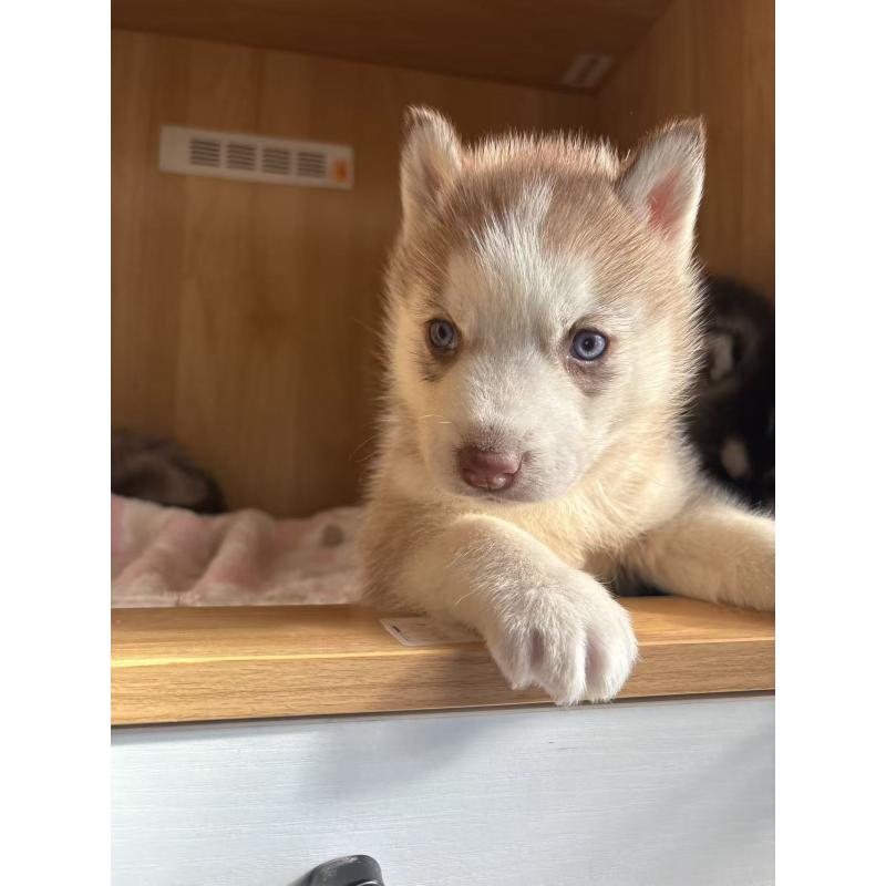 販売中の愛知県のシベリアンハスキー-439959の4枚目