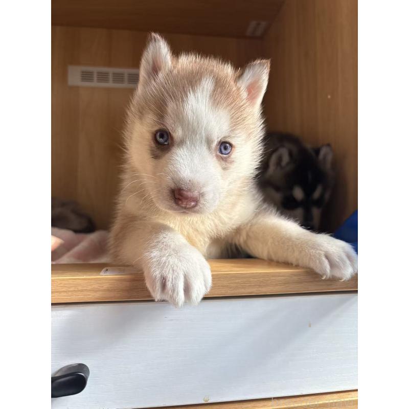 販売中の愛知県のシベリアンハスキー-439959の3枚目