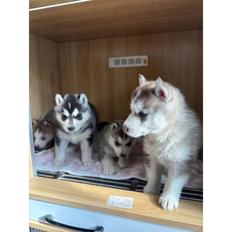 販売中の愛知県のシベリアンハスキー-439959の2枚目