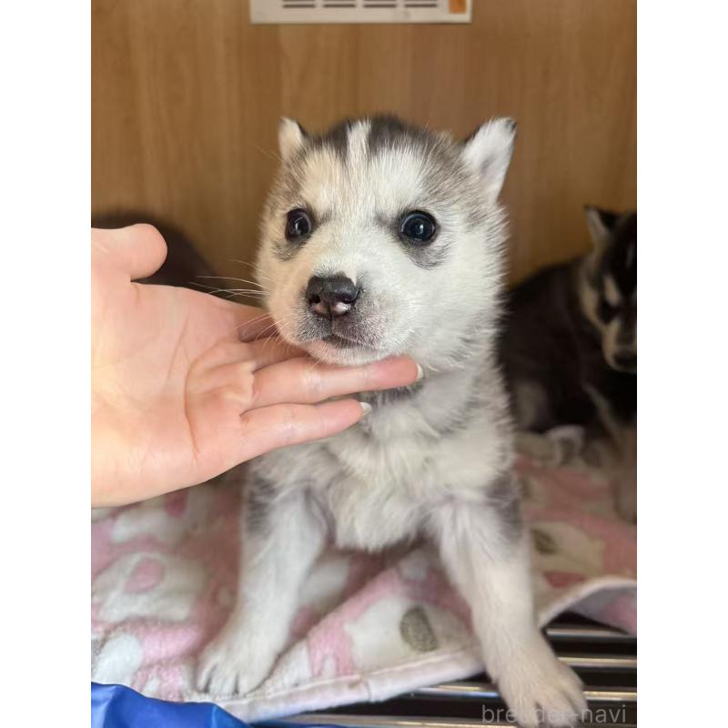 販売中の愛知県のシベリアンハスキー-439960の5枚目