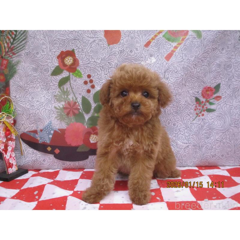 販売中の鳥取県のタイニープードル-431090の2枚目