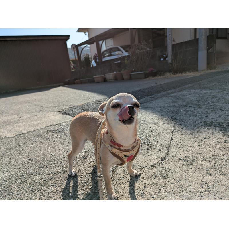 販売中の大分県のチワワ(スムースコート)-433557の5枚目