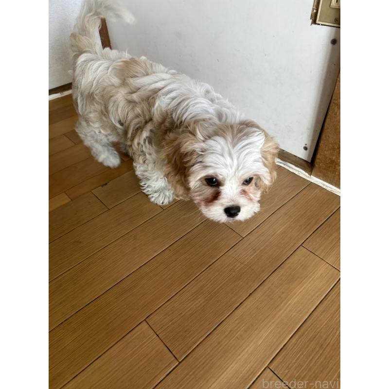 販売中の愛知県のミックス犬-430023の1枚目