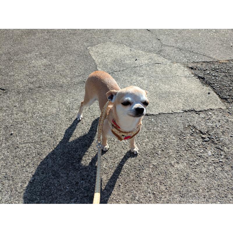 販売中の大分県のチワワ(スムースコート)-433557の4枚目