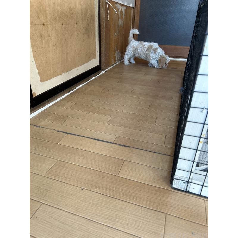 販売中の愛知県のミックス犬-430023の5枚目