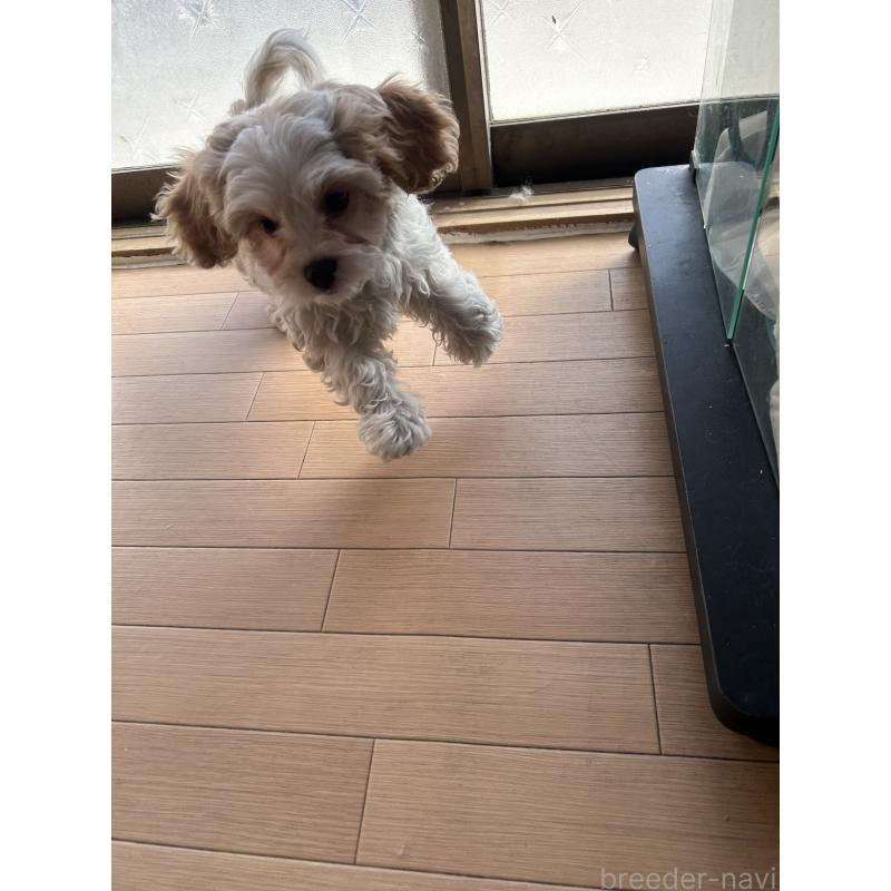 販売中の愛知県のミックス犬-430023の4枚目