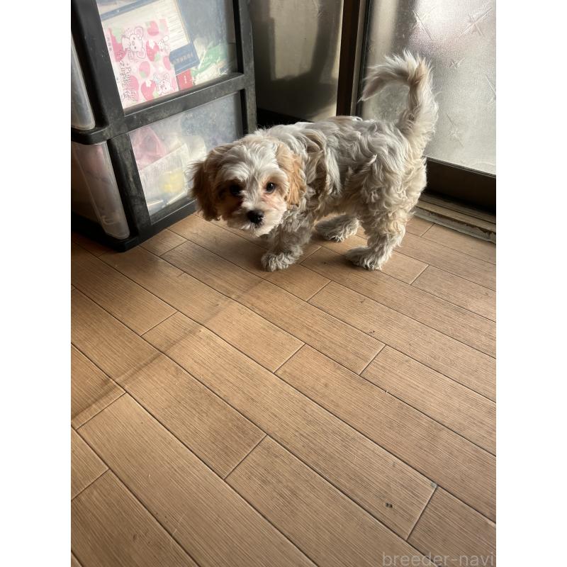 販売中の愛知県のミックス犬-430023の3枚目