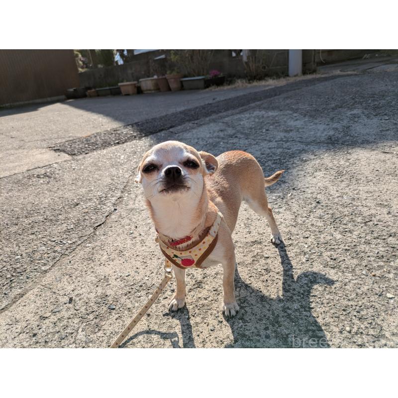 販売中の大分県のチワワ(スムースコート)-433557の3枚目