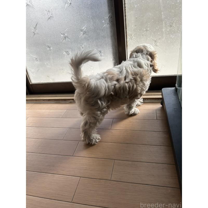 販売中の愛知県のミックス犬-430023の2枚目