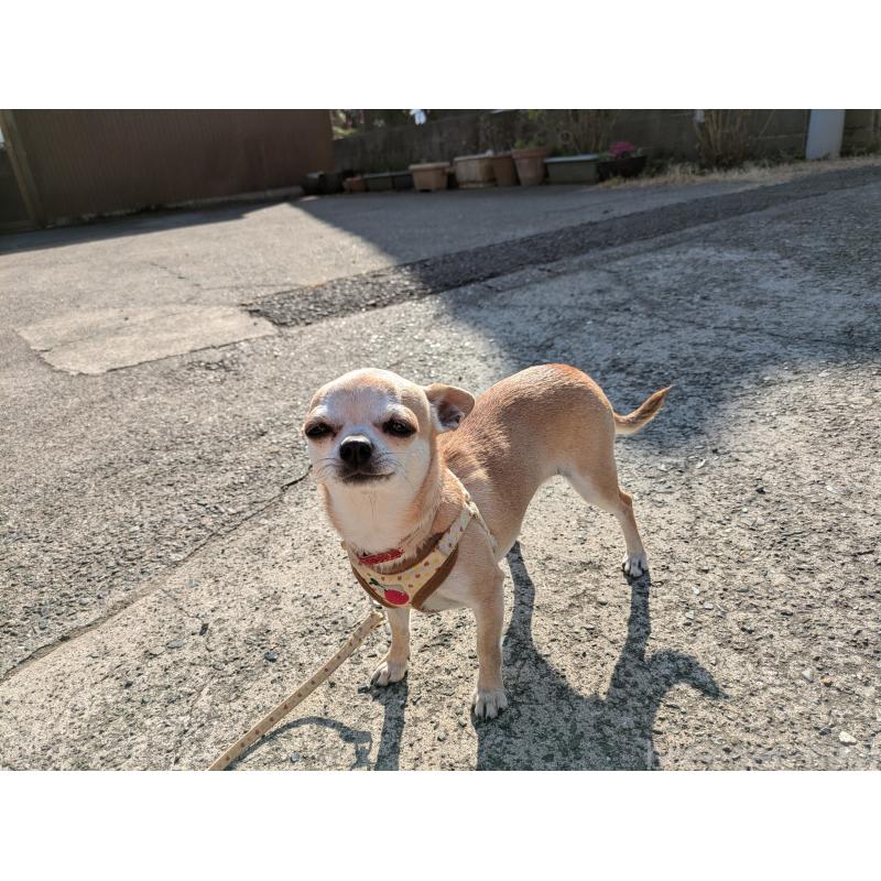 販売中の大分県のチワワ(スムースコート)-433557の2枚目