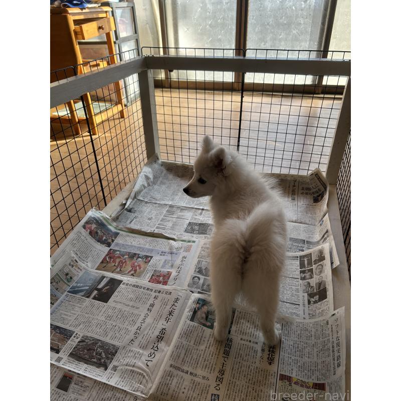 販売中の愛知県の日本スピッツ-427264の17枚目