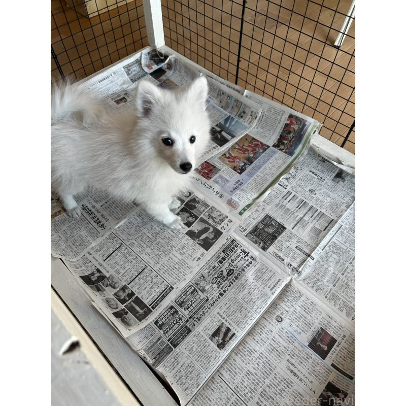 販売中の愛知県の日本スピッツ-427264