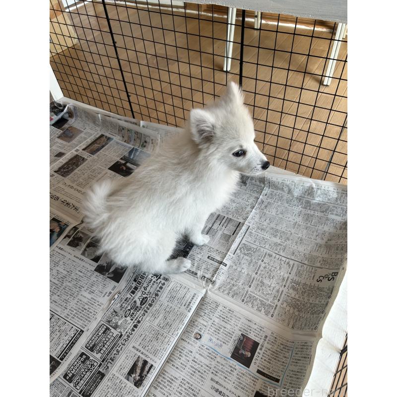 販売中の愛知県の日本スピッツ-427264の15枚目