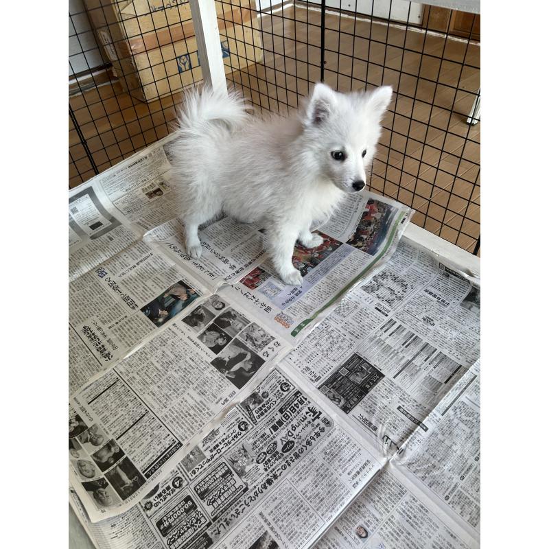 販売中の愛知県の日本スピッツ-427264の13枚目