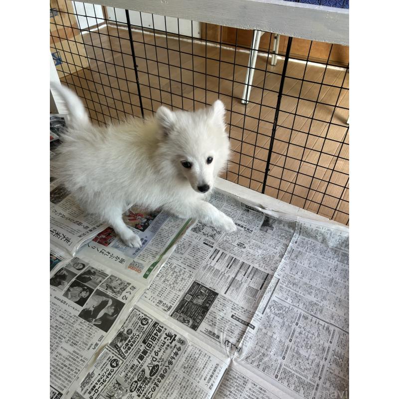 販売中の愛知県の日本スピッツ-427264の12枚目