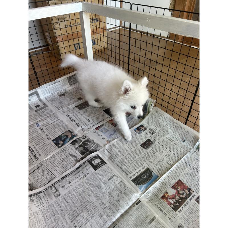 販売中の愛知県の日本スピッツ-439961の16枚目