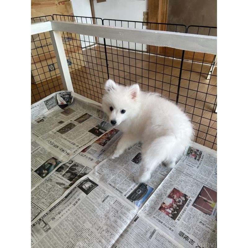 販売中の愛知県の日本スピッツ-439961の15枚目