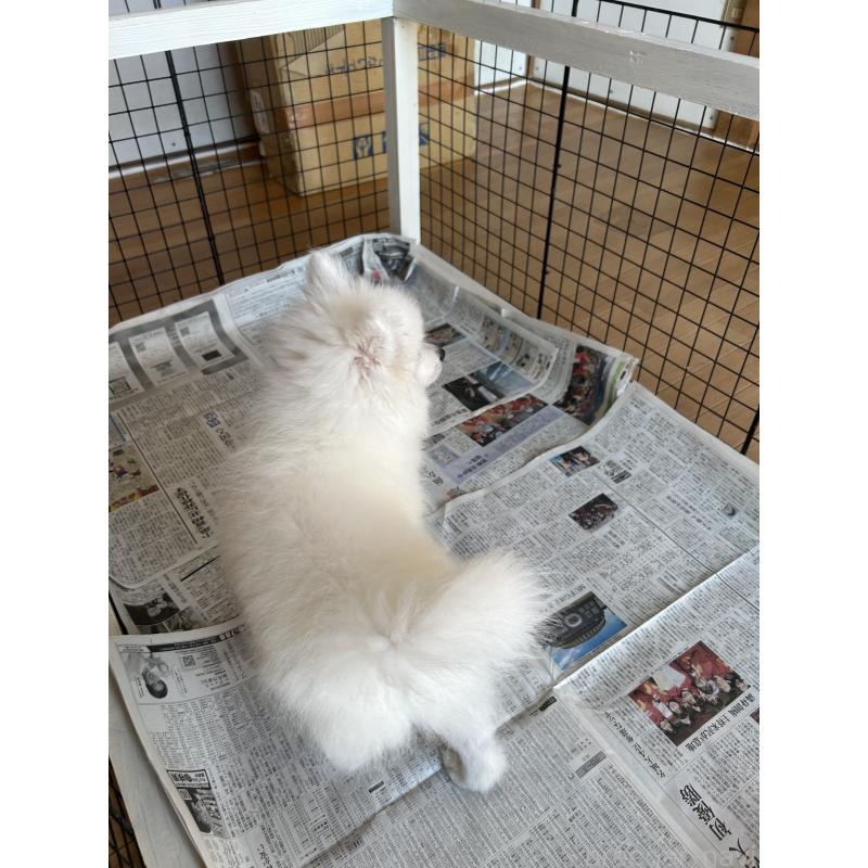 販売中の愛知県の日本スピッツ-439961の14枚目