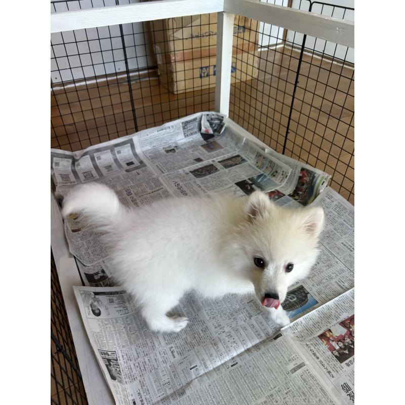 販売中の愛知県の日本スピッツ-439961の13枚目