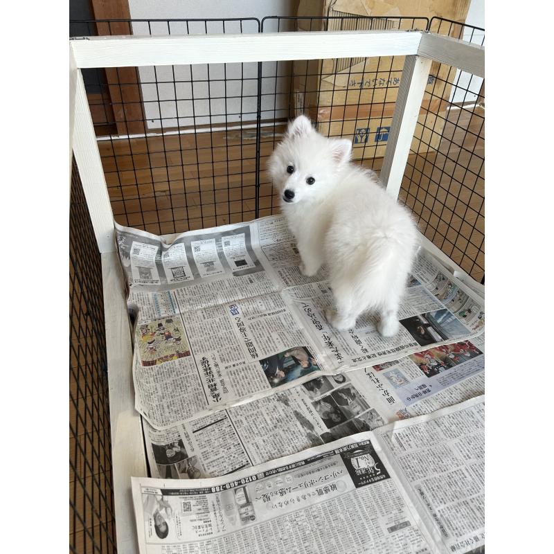 販売中の愛知県の日本スピッツ-439961の11枚目