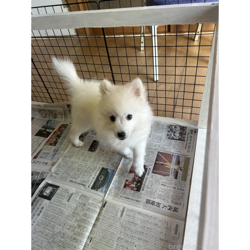 販売中の愛知県の日本スピッツ-439961の10枚目