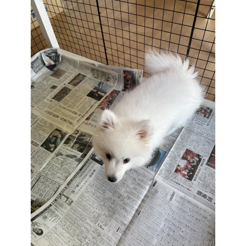 販売中の愛知県の日本スピッツ-439961の9枚目