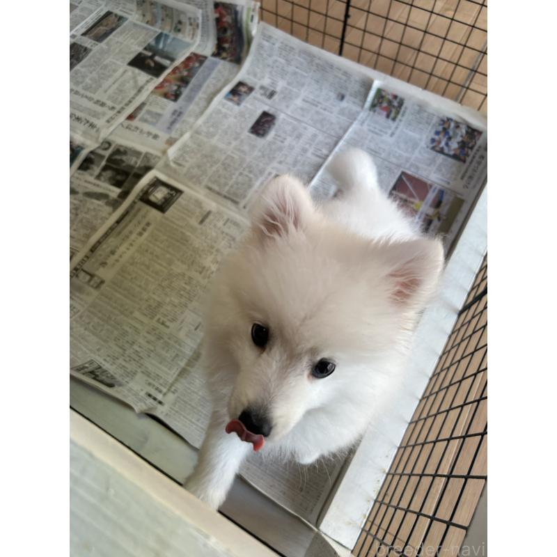 販売中の愛知県の日本スピッツ-439961の8枚目