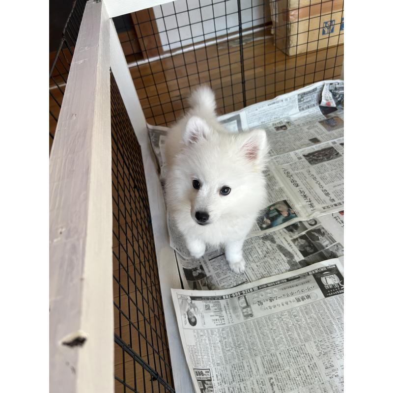 販売中の愛知県の日本スピッツ-439961の1枚目