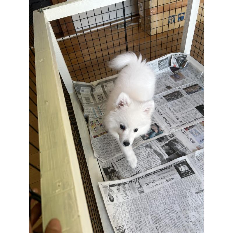 販売中の愛知県の日本スピッツ-439961の7枚目