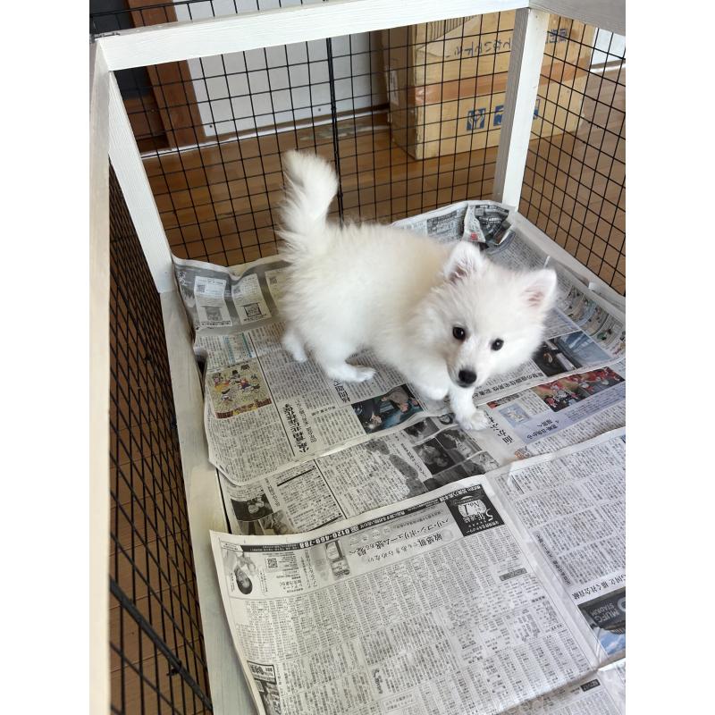 販売中の愛知県の日本スピッツ-439961の6枚目