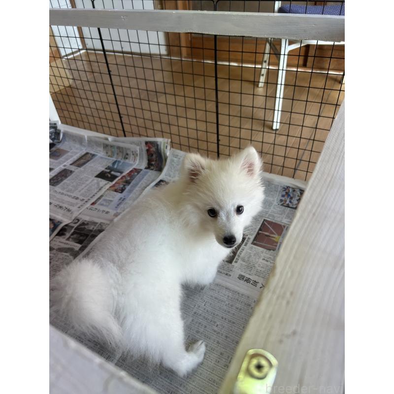 販売中の愛知県の日本スピッツ-439961の5枚目