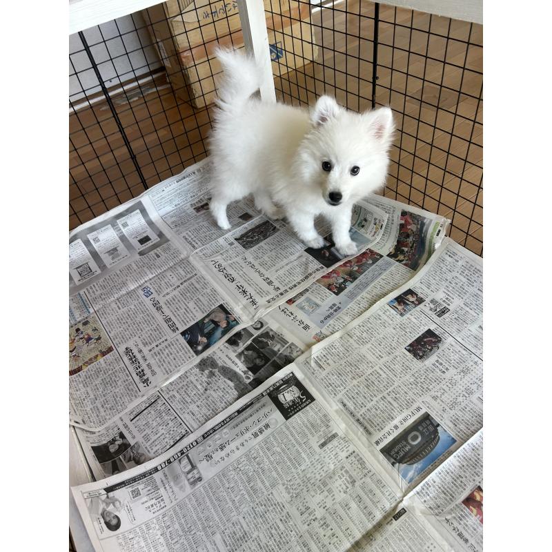 販売中の愛知県の日本スピッツ-439961の4枚目