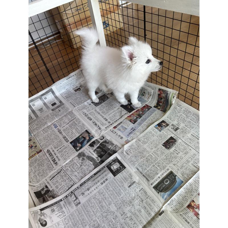 販売中の愛知県の日本スピッツ-439961の3枚目