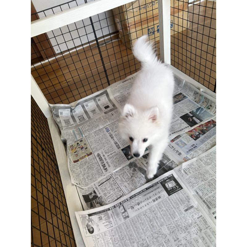 販売中の愛知県の日本スピッツ-439961の2枚目