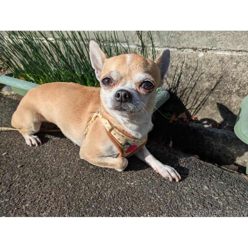 販売中の大分県のチワワ(スムースコート)-433554の6枚目