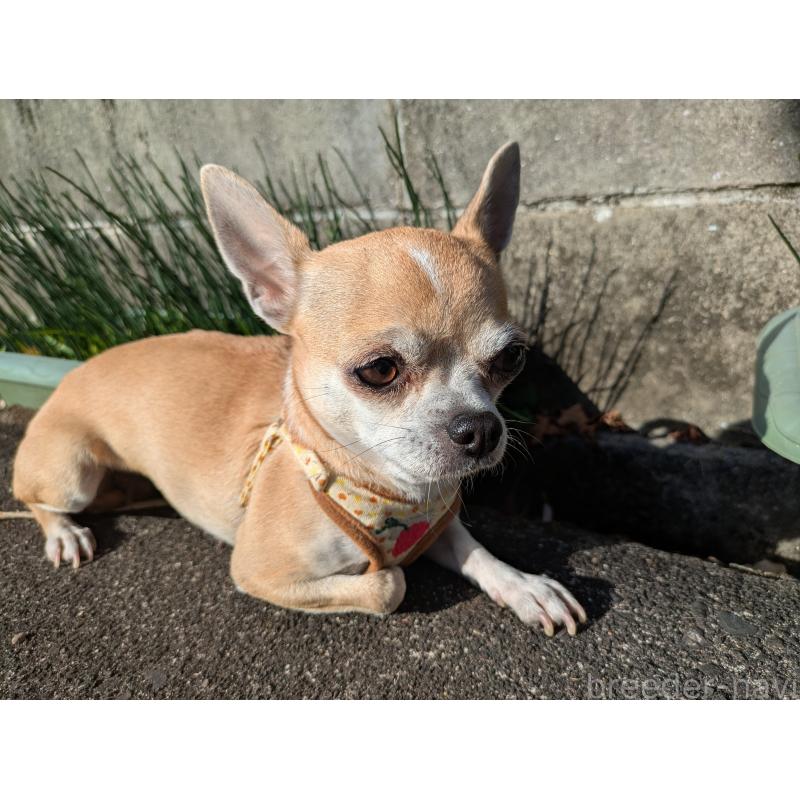 販売中の大分県のチワワ(スムースコート)-433554の4枚目