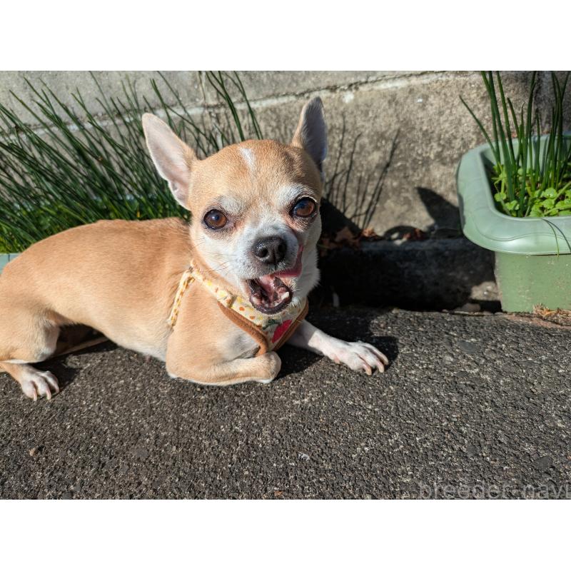 販売中の大分県のチワワ(スムースコート)-433554の3枚目