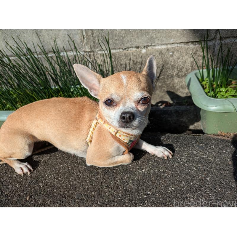 販売中の大分県のチワワ(スムースコート)-433554の2枚目