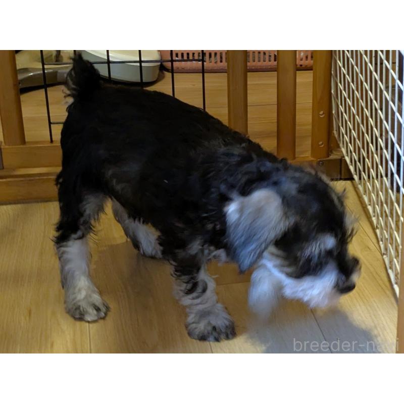 販売中の茨城県のミニチュアシュナウザー-432697の4枚目