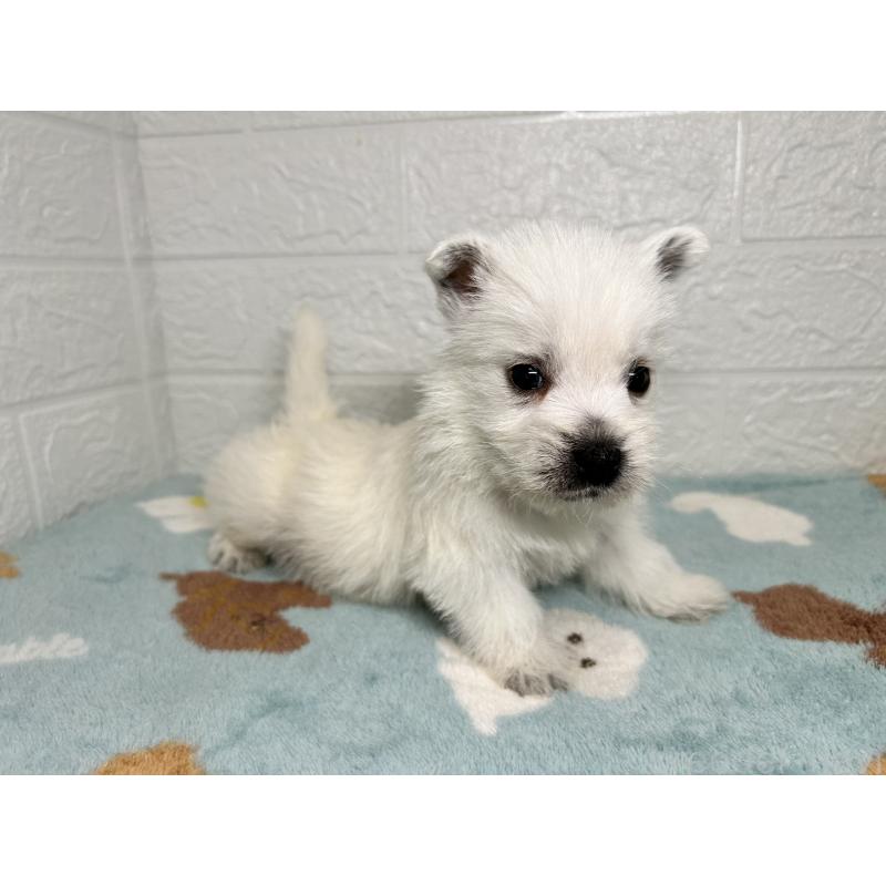 販売中の埼玉県のウエストハイランドホワイトテリア(ウエスティ)-439966の6枚目