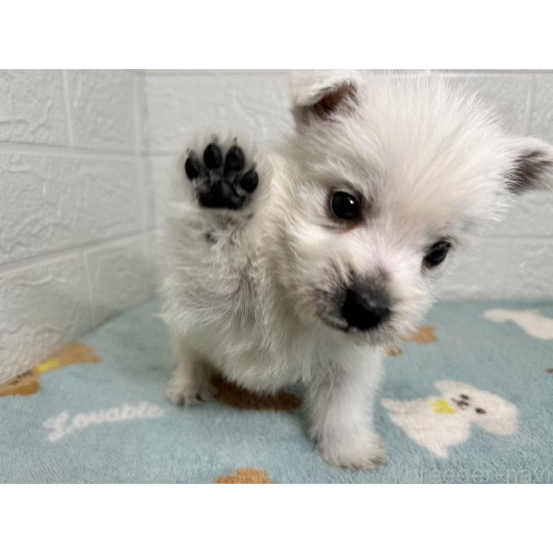 販売中の埼玉県のウエストハイランドホワイトテリア(ウエスティ)-439966の2枚目