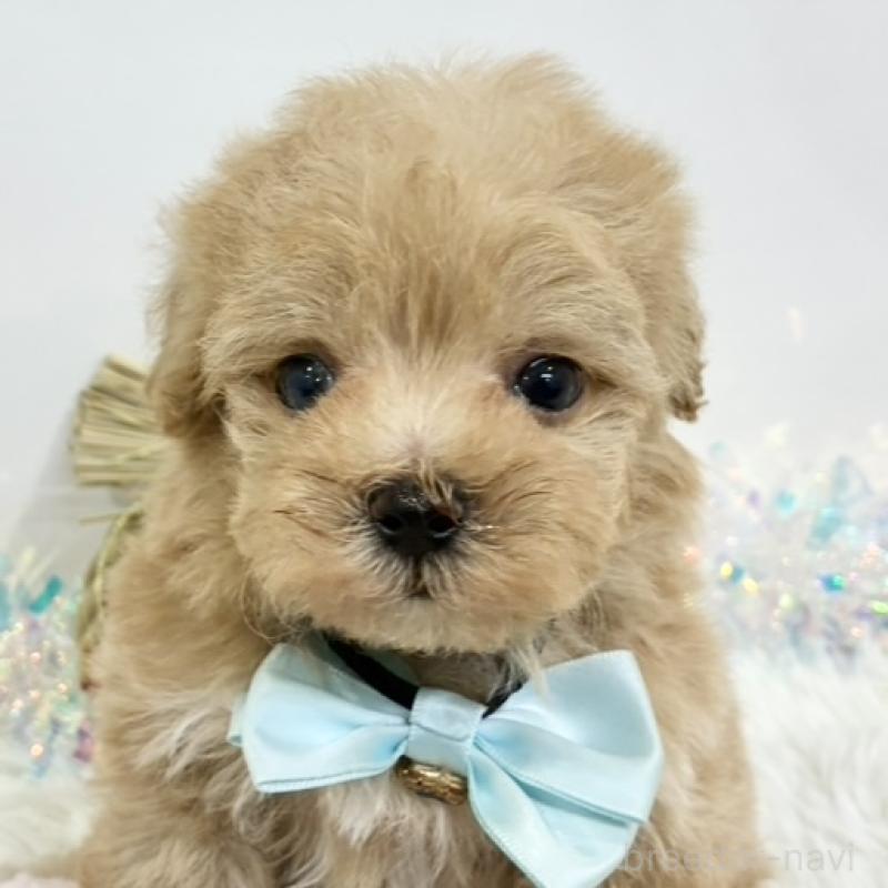 販売中の岐阜県のマルプー:マルチーズ×トイプードル-439964の1枚目