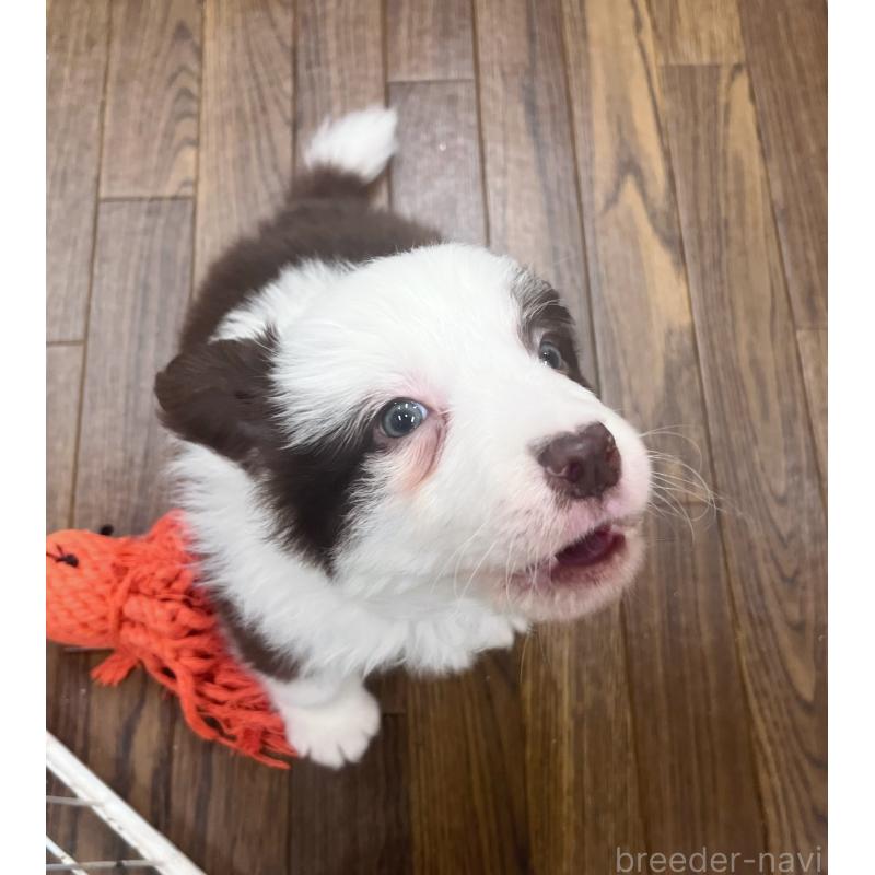 販売中の東京都のボーダーコリー-439963の7枚目