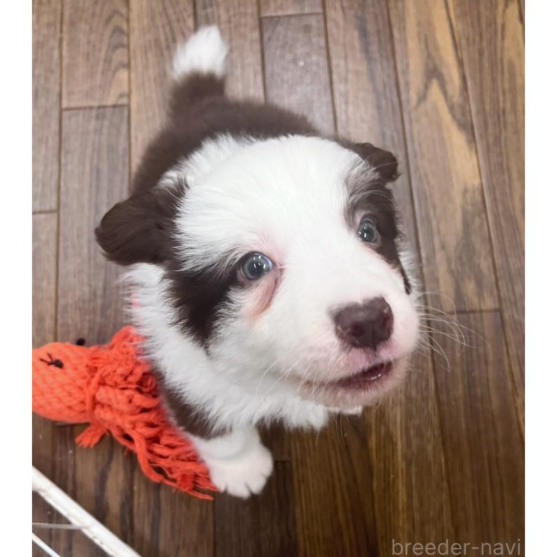 販売中の東京都のボーダーコリー-439963の6枚目