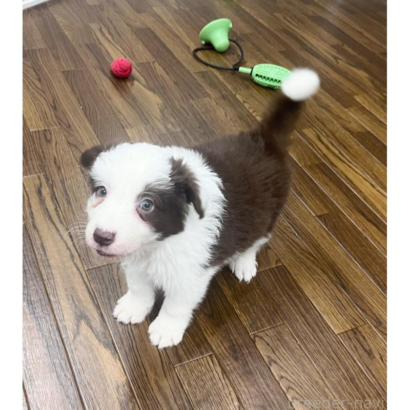 販売中の東京都のボーダーコリー-439963の5枚目