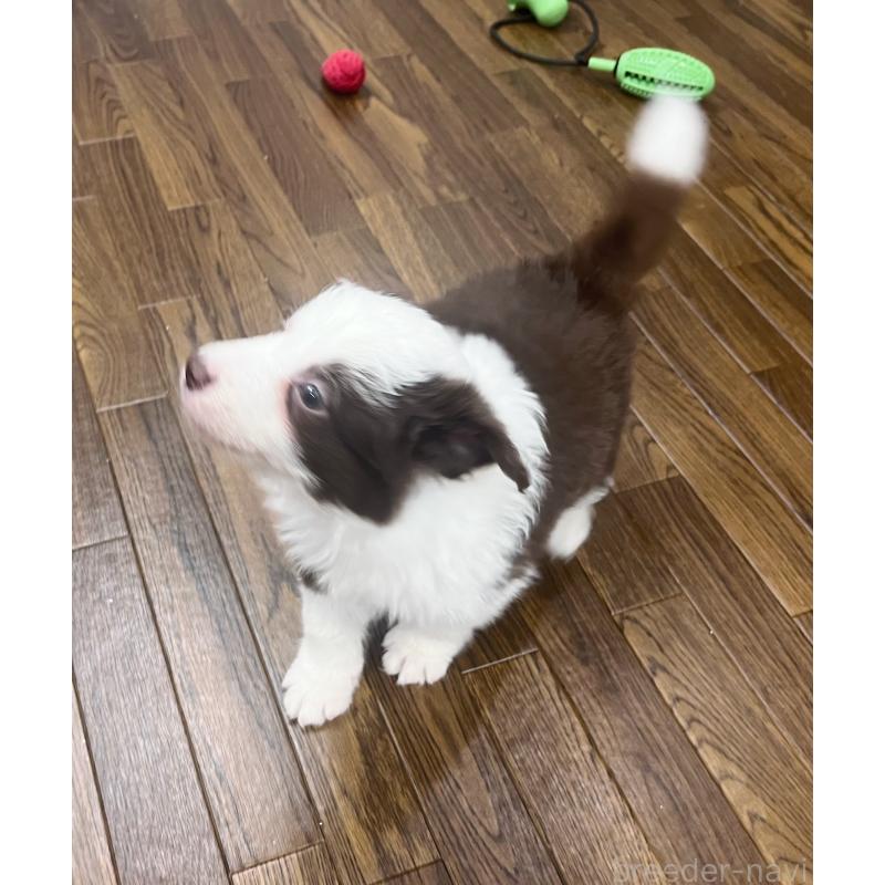 販売中の東京都のボーダーコリー-439963の4枚目