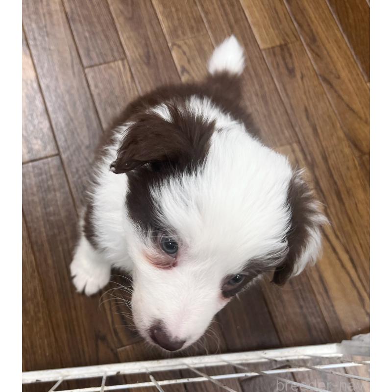 販売中の東京都のボーダーコリー-439963の3枚目