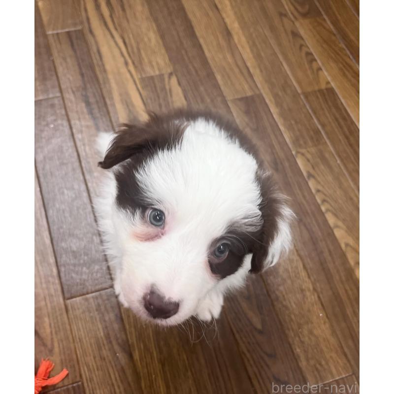 販売中の東京都のボーダーコリー-439963の2枚目