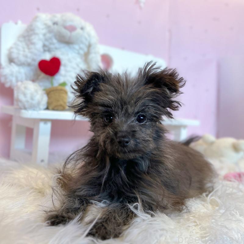 販売中の栃木県のポメプー:ポメラニアン×トイプードル-418766